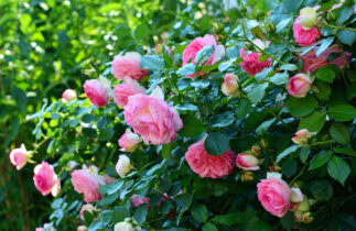 conseils pour entretenir ses rosiers
