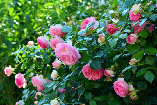 conseils pour entretenir ses rosiers