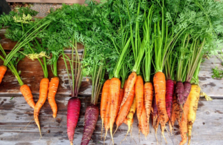 conseils pour réussir la culture des carottes