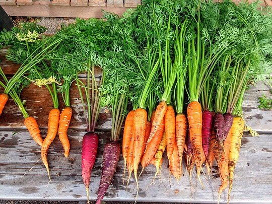 conseils pour réussir la culture des carottes