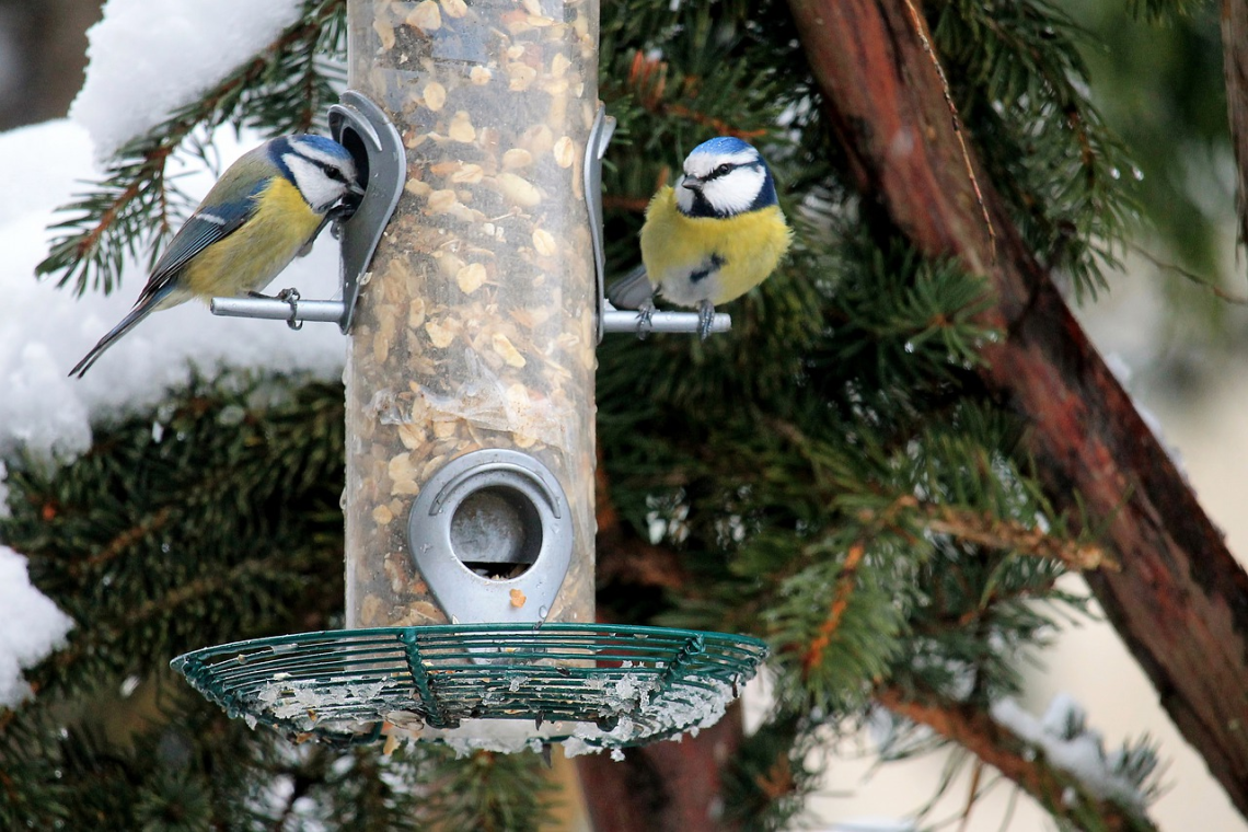 Nourrir les oiseaux en hiver astuces et erreurs à éviter
