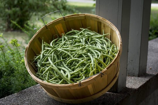 conseils pour réussir culture des haricots