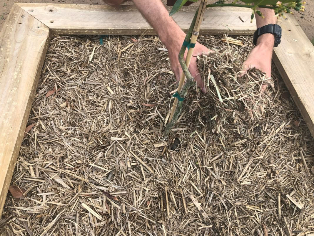 conseils pour réussir le paillage de son potager
