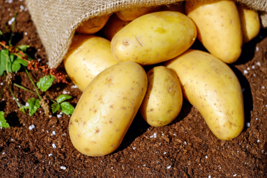conseils pour réussir la culture des pommes de terre