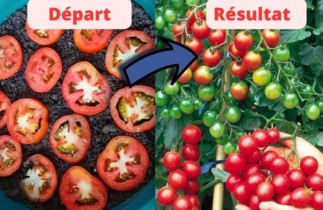 Utilisez des tranches de tomates pour cultiver vos propres plants