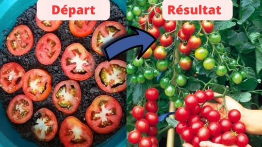 Utilisez des tranches de tomates pour cultiver vos propres plants