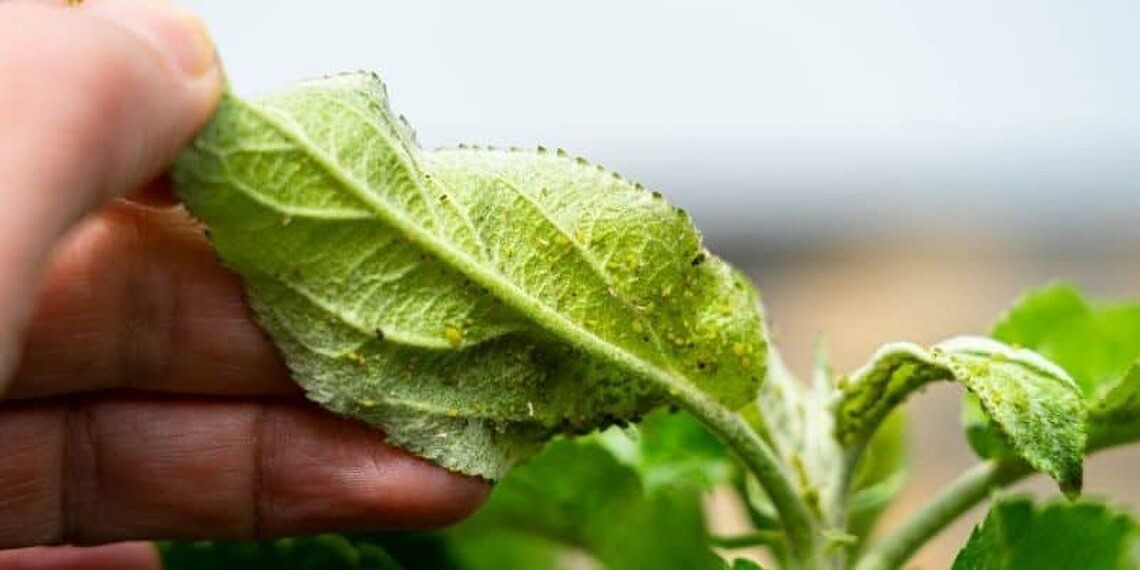 Comment se débarrasser des pucerons dans les arbres fruitiers