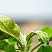 Comment se débarrasser des pucerons dans les arbres fruitiers