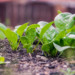 La culture des épinards : 6 conseils pour une récolte abondante