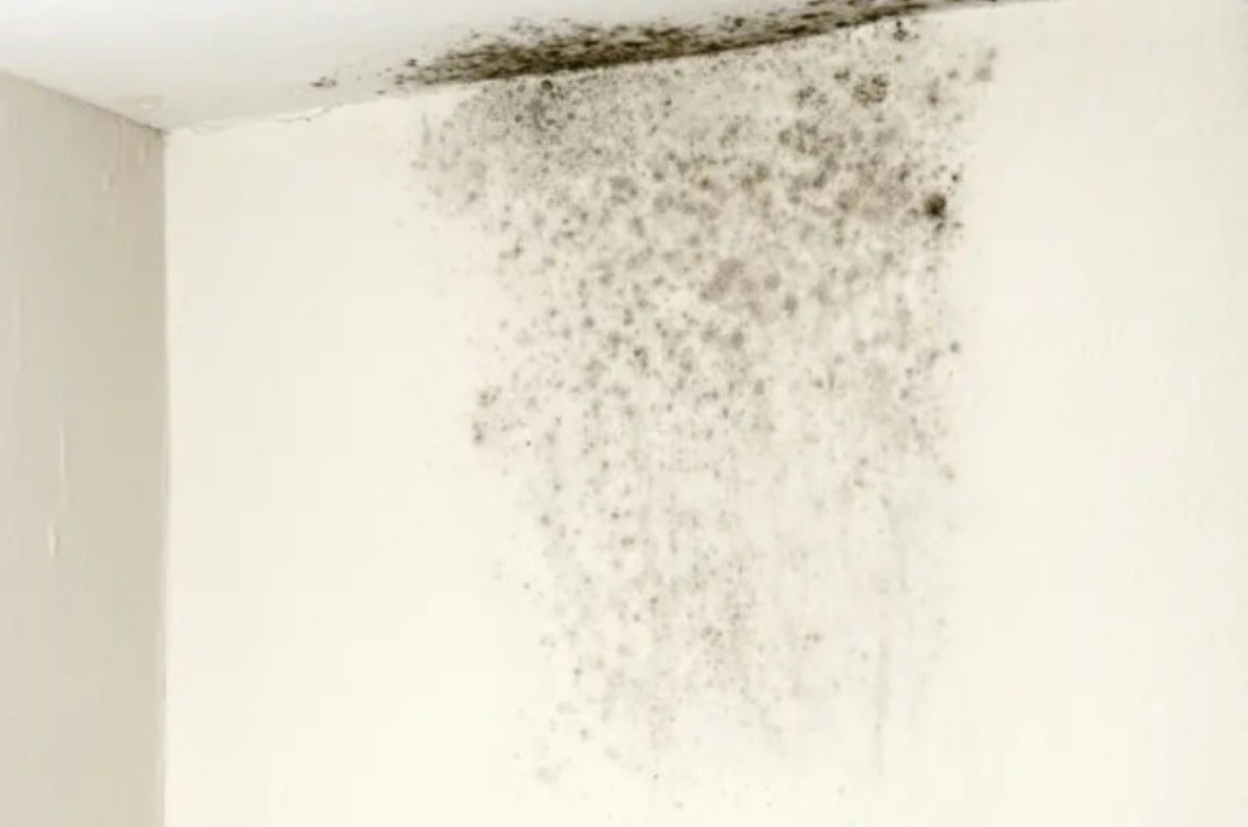 Lutte contre la moisissure : 5 astuces pour votre maison