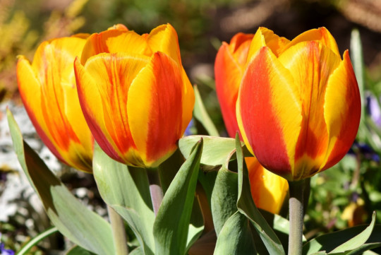 Faites éclore votre jardin : 7 conseils pour des bulbes à fleurs sains