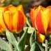 Faites éclore votre jardin : 7 conseils pour des bulbes à fleurs sains