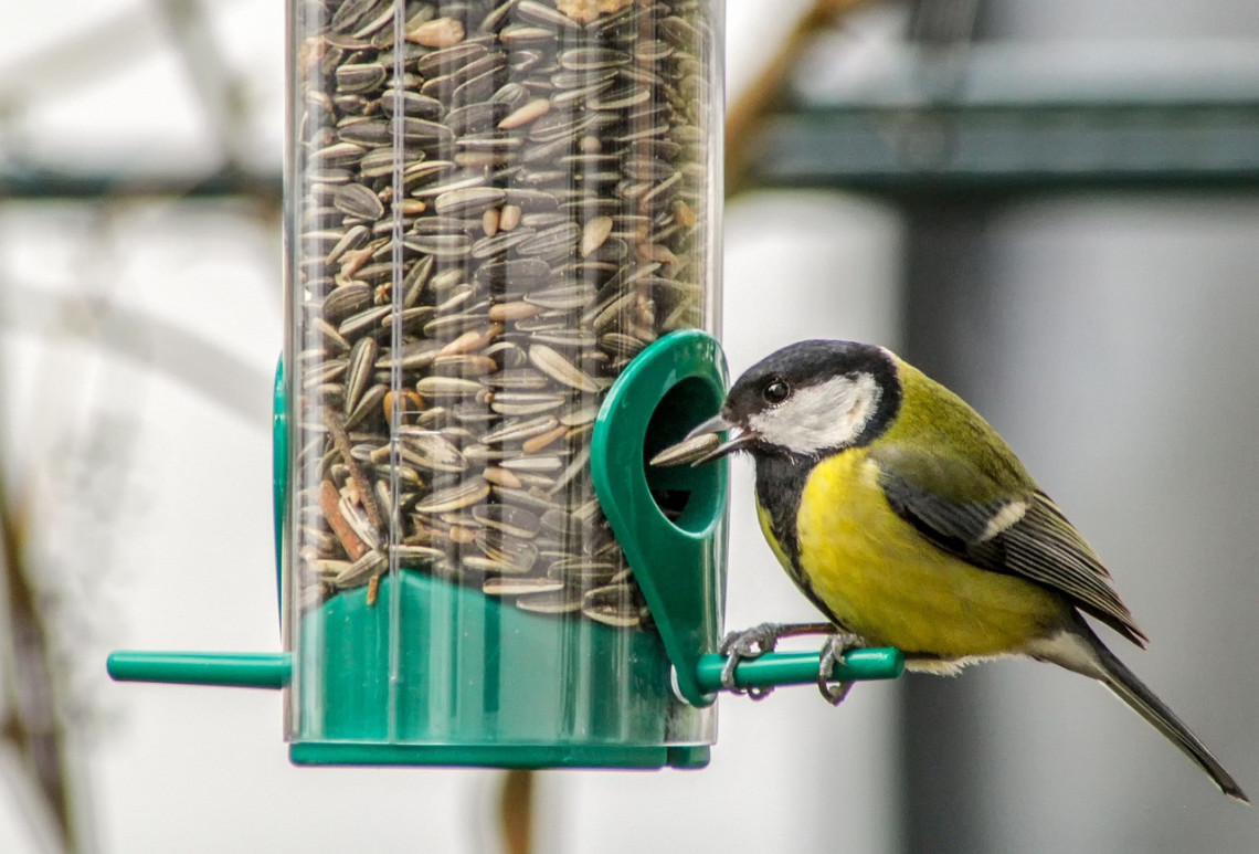 5 conseils pour choisir les graines pour les oiseaux de votre jardin