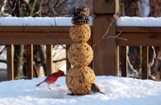Comment créer un bonhomme de neige pour nourrir les oiseaux?