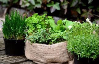 Cultiver efficacement des fines herbes avec ces 6 conseils