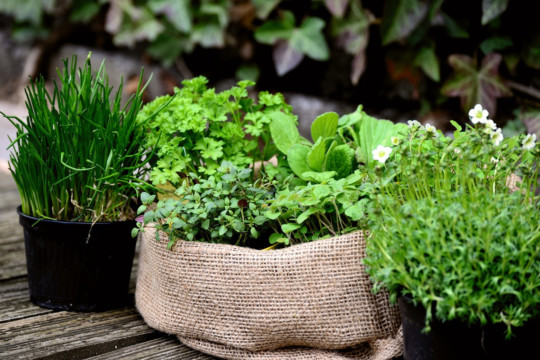 Cultiver efficacement des fines herbes avec ces 6 conseils